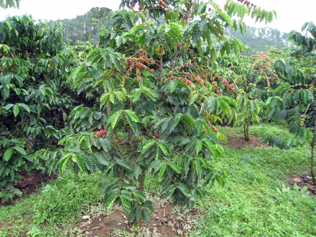 Dak Lak to replace fields of aging coffee trees